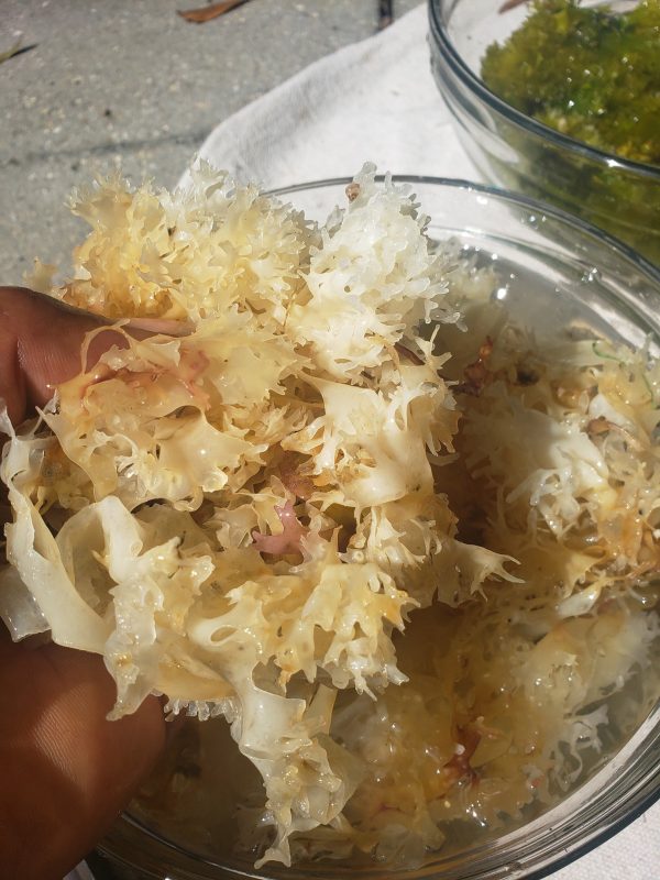 Wild-Harvested, RAW Sea Moss (Chondrus Crispus Dried) Fashion