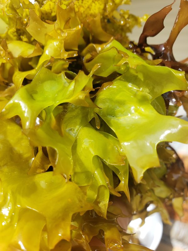 Wild-Harvested, RAW Sea Moss (Chondrus Crispus Dried) Fashion