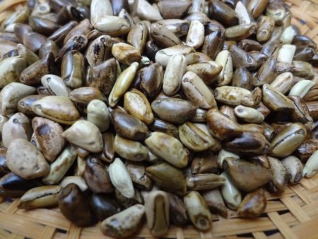 Teosinte (Wild Corn) Seeds 4 oz Fashion