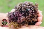 Wild-Harvested, RAW Sea Moss (Chondrus Crispus Dried) Fashion