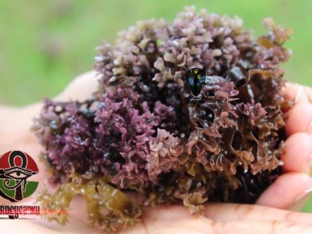 Wild-Harvested, RAW Sea Moss (Chondrus Crispus Dried) Fashion